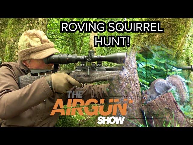 The Airgun Show | Hunting Grey Squirrels in Summer | Hammerli Black Force 400 airgun combo review