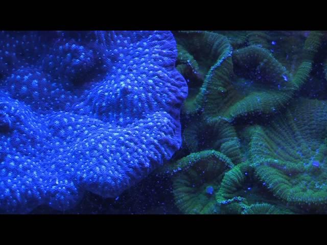 ים סוף - HD - Gulf of Eilat   Under the sea