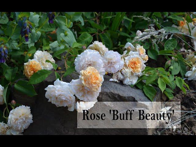 Hybrid Musk Rose 'Buff Beauty'