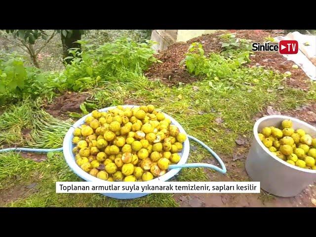 Armut Balı ( Pekmezi ) Yapımı