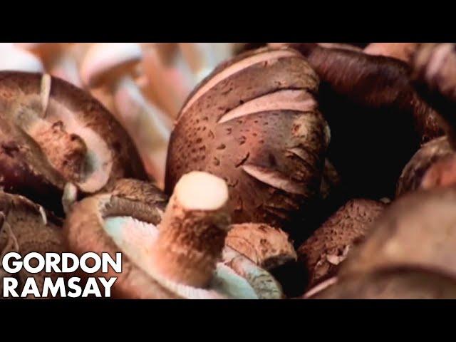 An Expert's Guide to Mushrooms | Gordon Ramsay