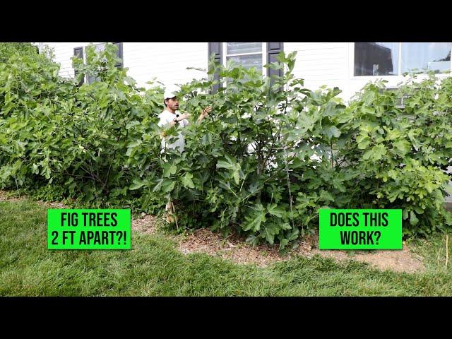 High Density Fig Trees: The Pros and Cons of Planting Fig Trees 2 ft on Center