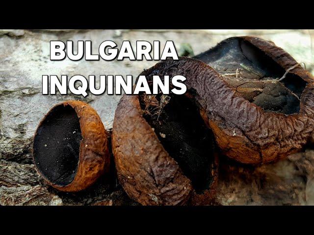 Crni zele-BULGARIA INQUINANS