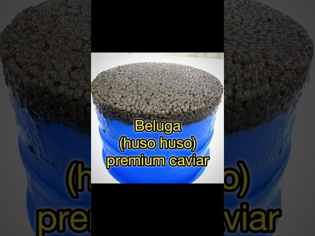 Beluga (huso huso) premium caviar #beluga#belugacaviar #fish  #seafood #caviar #food #sturgeoncaviar