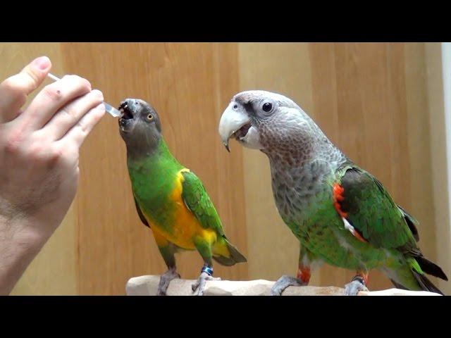 Parrots Taking Medication Together as a Flock