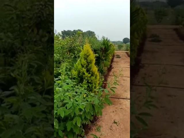 6lak lo plot with plants