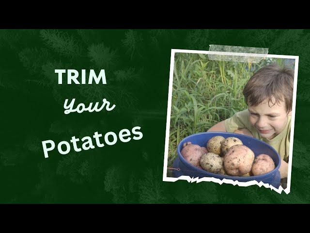 Fertilize and prune your potato crop