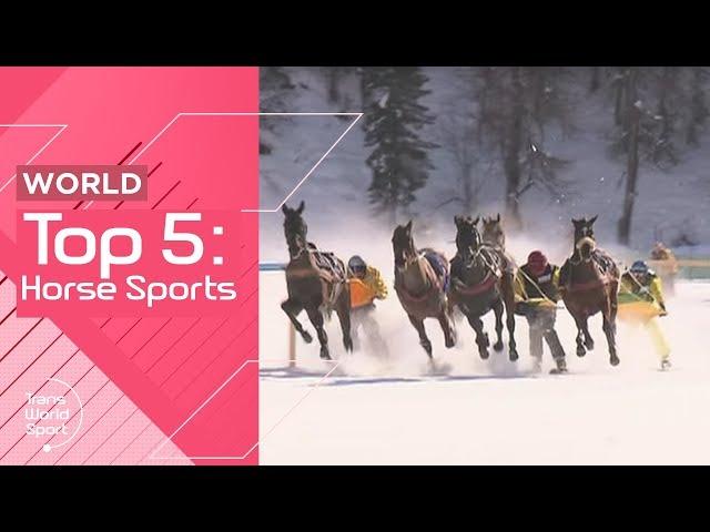 Horses in Sports! | Top 5 | Trans World Sport