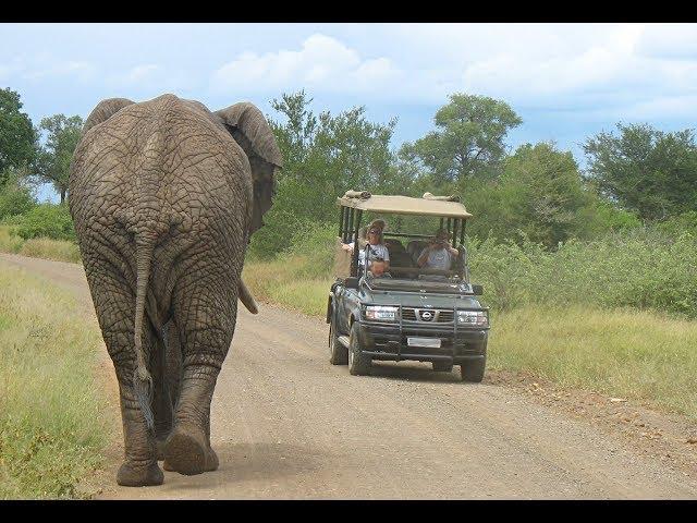 Difference between the Kruger Park and Private Reserves