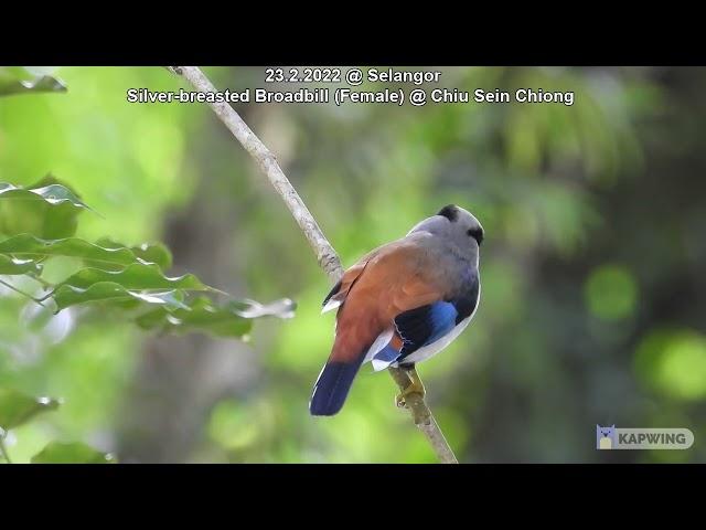 Silver-breasted Broadbill (Female) @ Chiu Sein Chiong 7796