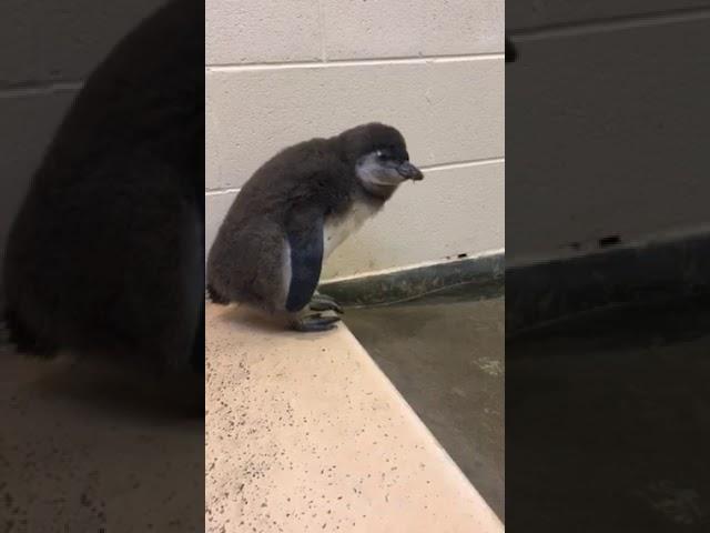 Penguin Chick's First Swim at Tulsa Zoo