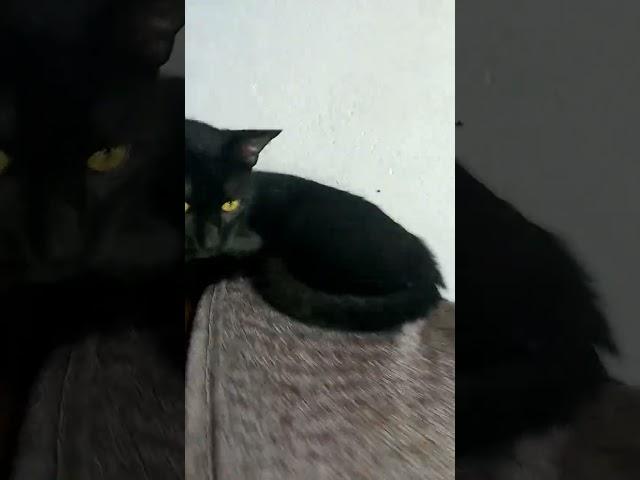 #смешное