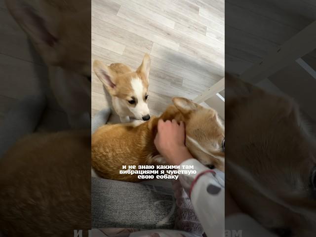 Лайф в ТГ - присоединяйтесь 🫶    #корги #corgi #shorts #милыеживотные #собака #смешные