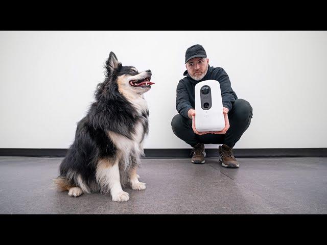 Can This New Gadget Satisfy the Dog...?