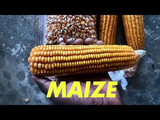 How Maize Made It's Way To Africa