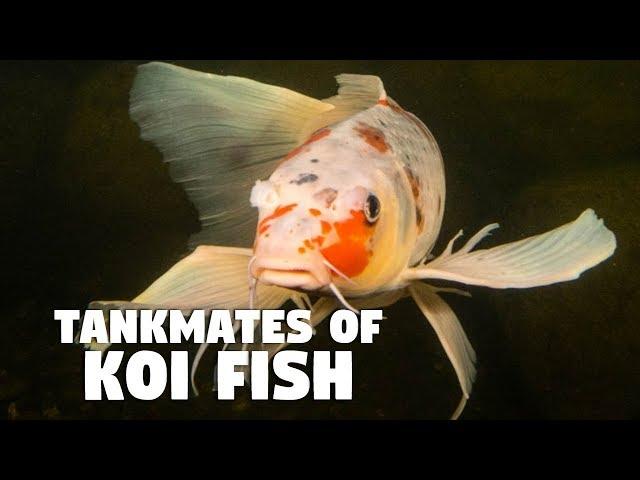 Tankmate of Koi Fish