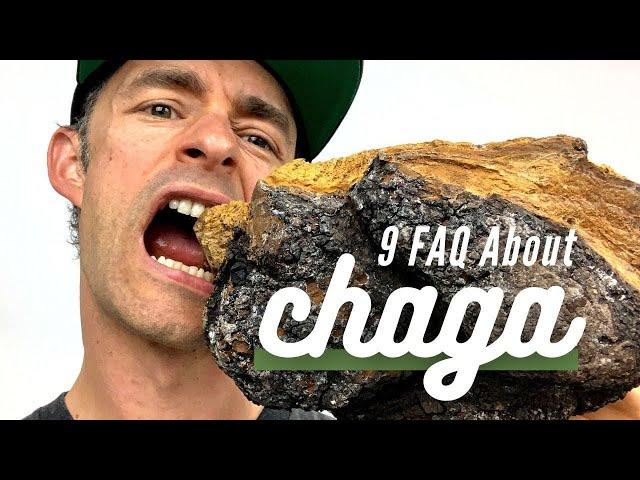 9 Things You Didn't Know About Chaga