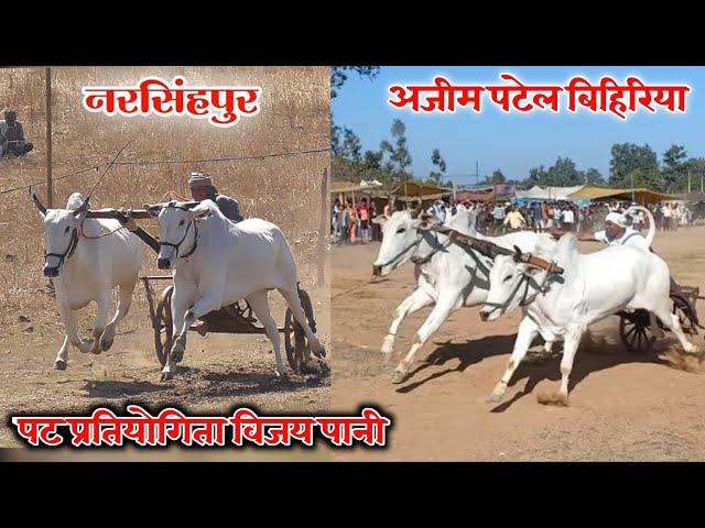 hardik sharma Narsinghpur vs ajim patel bihiriya .pat Pratiyogita Vijaypani .ox race live today 2022