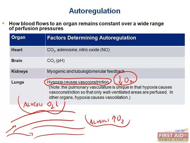 Autoregulation of blood flow CVS physiology video part 18 from USMLE First Aid Step one video