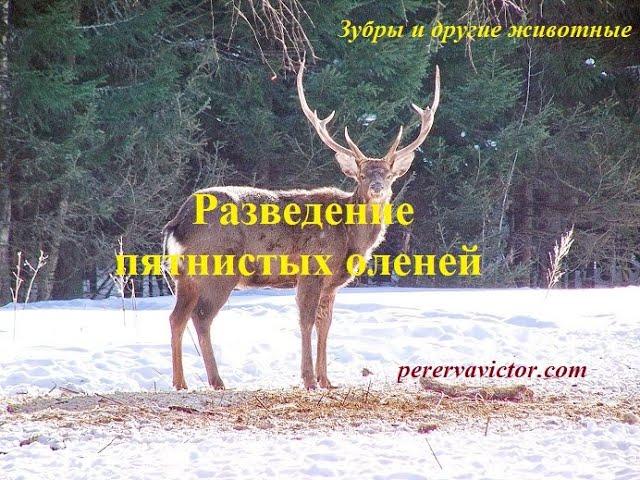 Разведение пятнистых оленей