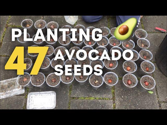 Planting 47 Avocado Seeds in Soil