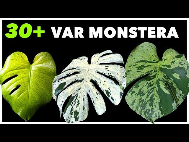 THE Variegated Monstera PRICING Guide 2024-2025