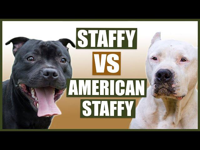 STAFFORDSHIRE BULL TERRIER vs AMERICAN STAFFORDSHIRE BULL TERRIER