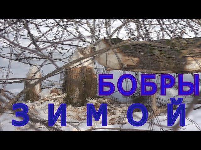 Бобры зимой