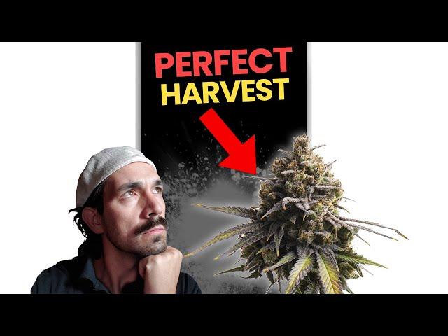 Unlocking the Secret to Perfect Marijuana Harvest: Patience is Key