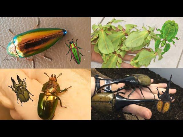 All Bugs In REAL LIFE! | Animal Crossing New Horizons