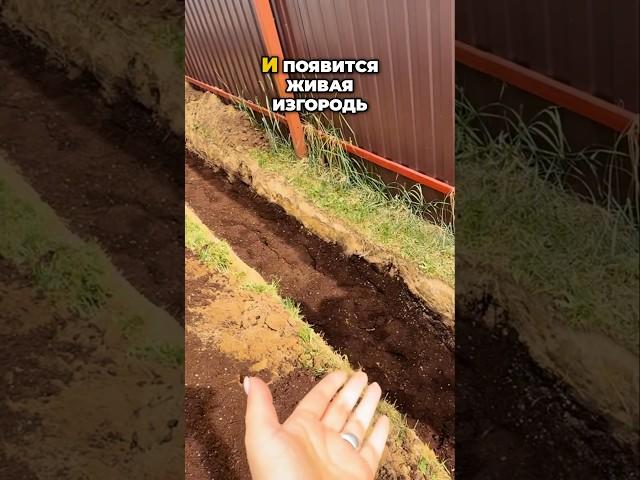 Живая Изгородь Из Туй Как По Линеечке🪴  #дача #сад  #садоводство