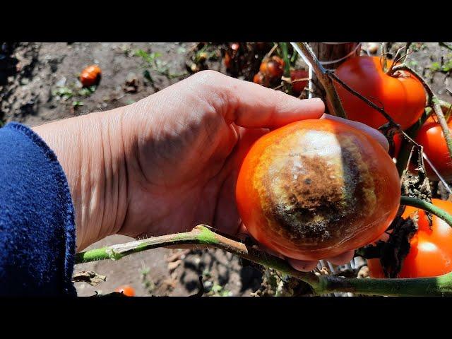 Blight in the Garden~Tomato Crop Failure!