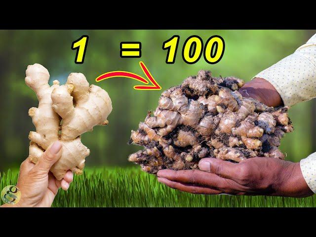 HOW TO GROW GINGER FROM GINGER AT HOME |  FOOD GARDENING EP-1
