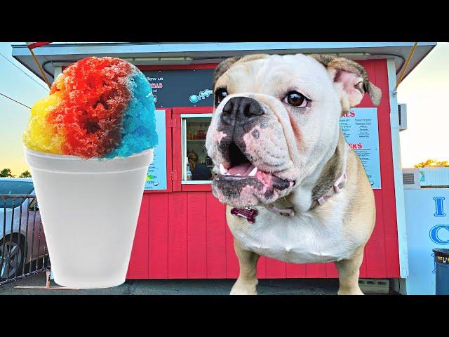CUTE BULLDOG EATS A SNOW CONE FOR THE FIRST TIME! Funny Dog Reacts!