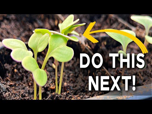 What to do when seeds have grown | Gardening for Beginners | Seedlings 101