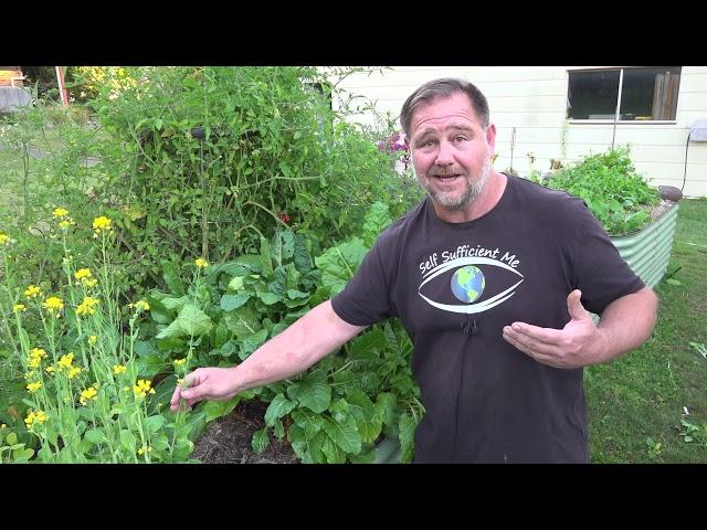 This TOUGH Tasty Plant is a MUST for the Home Vegetable Garden