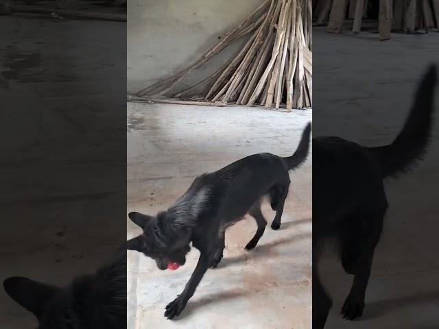 Black got curious  | caught the ball and ran 