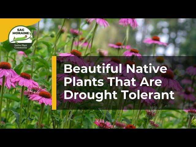 LESS WATERING! With Beautiful Drought Tolerant Native Plants