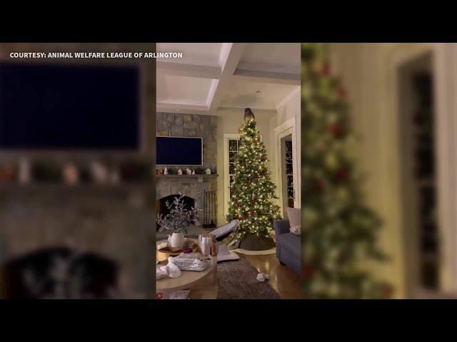 Owl flies into Virginia home, lands atop Christmas tree