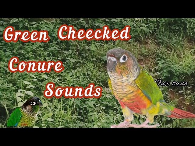 Green cheecked conure parrot sounds