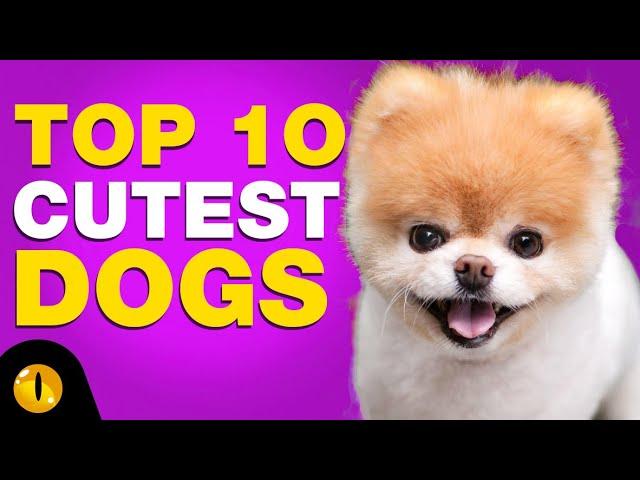 TOP 10 CUTEST DOG BREEDS