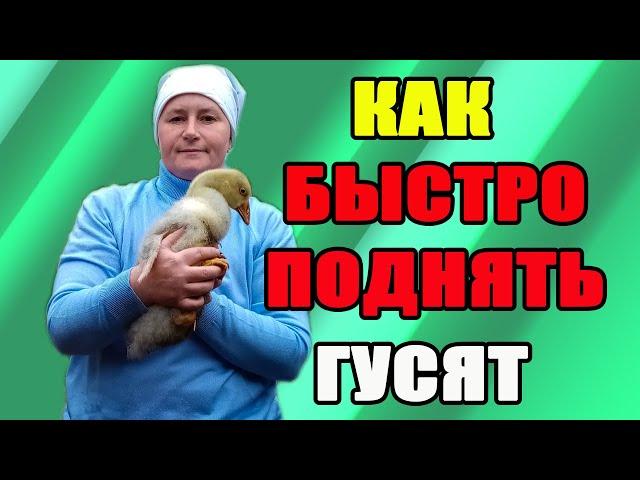 Как быстро поднять гусят. Кормление гусят.