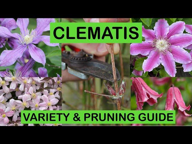 CLEMATIS VARIETY & PRUNING GUIDE – How to prune and great varieties to grow