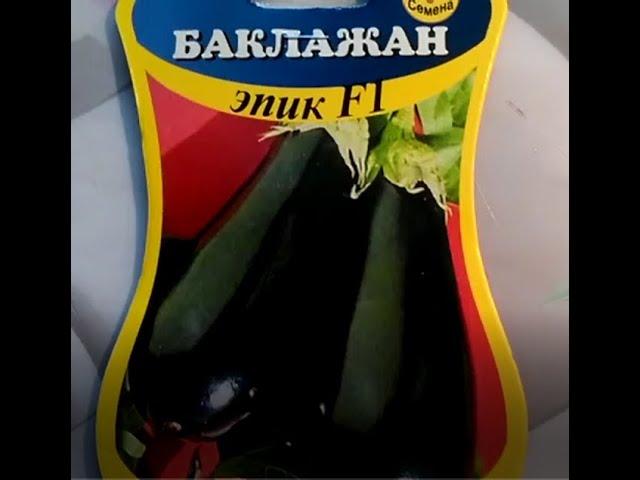 Загадочный гибрид баклажана- Эпик F1