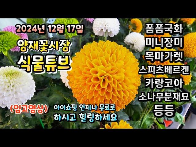 양재꽃시장 식물튜브 2024년 12월 17일 입고영상 시청 하시면서 힐링타임 갖으세요~ #양재꽃시장 #식물튜브 #월동 #관엽 #식물아빠