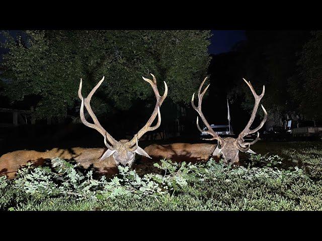 Jagderfolg bei der Hirschbrunft in Pommern