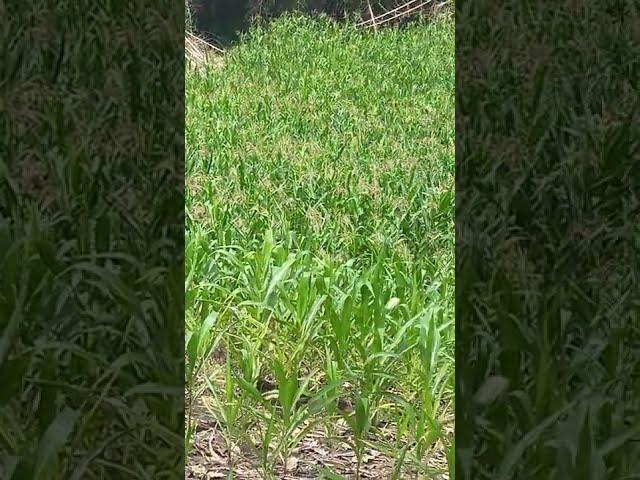 Yellow Corn plant Growing /#J Lay Channel