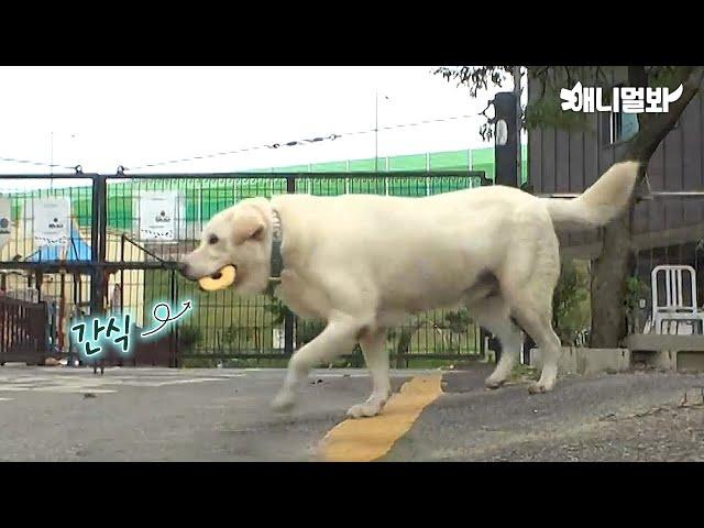 [감동 실화] 입양 간 새끼에게 매일 간식 배달하는 엄마 진순이ㅣJindo Dog Delivers Snack To Her Pup In Different House