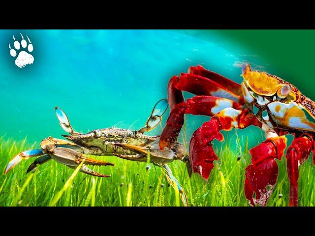 The SECRET World of Crustaceans 🪸 - Animal Documentary - AMP