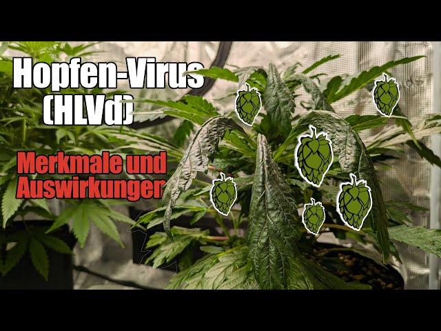 Symptome und Auswirkungen des Hopfen-Virus (HLVd)